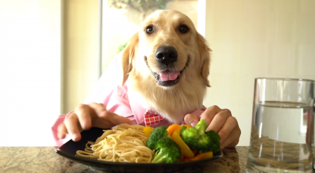 This Video of a Dog as a Chef is a Good Way to Start Your Day