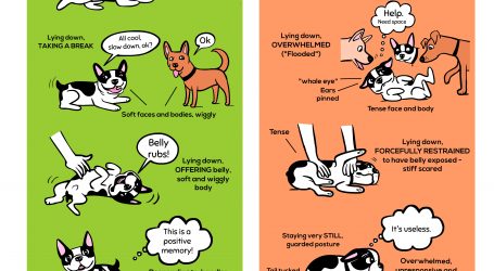 Understand Your Dog’s Body Language: An Infographic