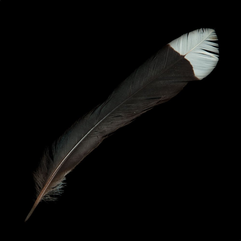 feather