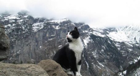 Cat Guides Lost Hiker to Civilization
