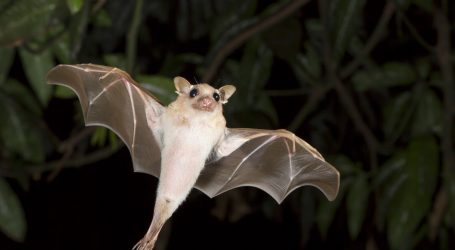 5 Surprising Facts About Bats