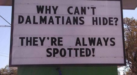 10 Witty Veterinarian Signs That Will Make You Laugh